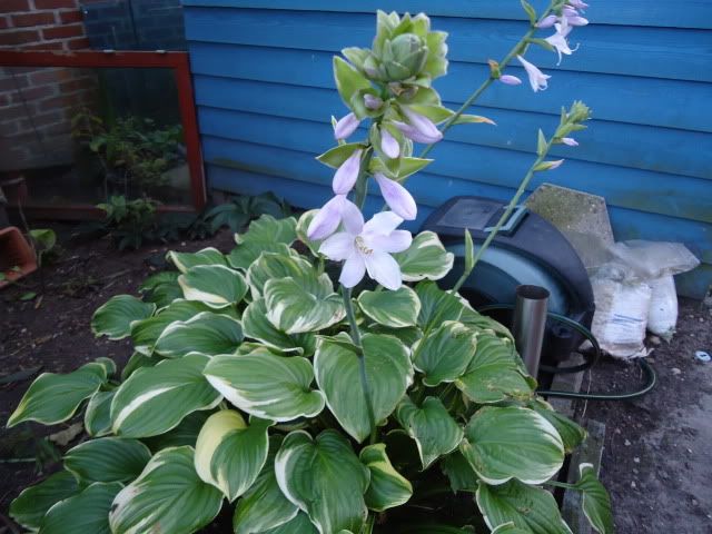 Hosta Fragrant Bouquet